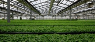 农业物联网：让植物拥有一颗智慧的心