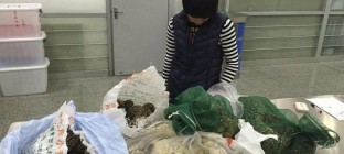 旅客背80只活乌龟闯关被查
