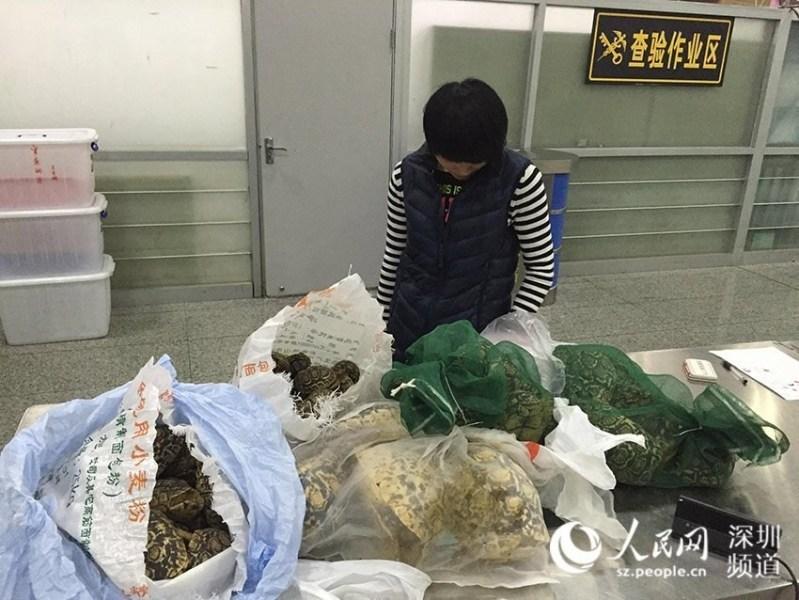 旅客背80只活乌龟闯关被查