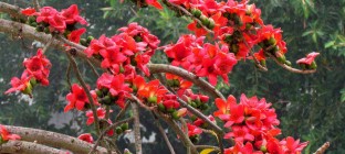 花开四季 2016年深圳赏花攻略