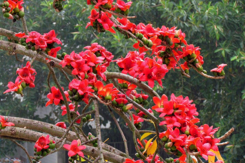 木棉花