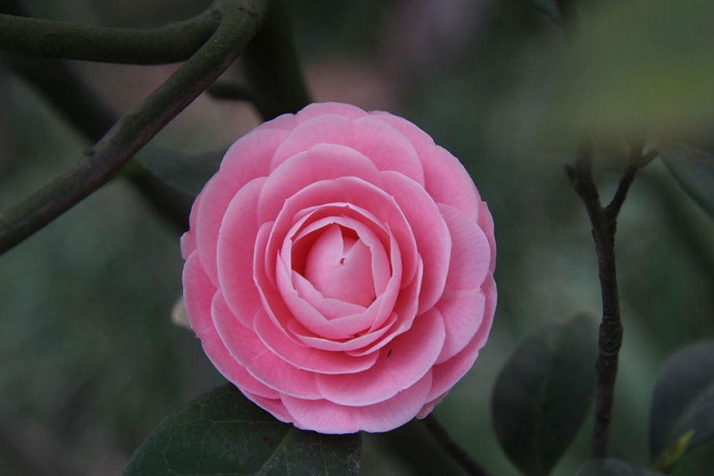 茶花
