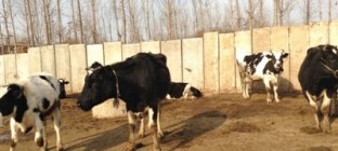 奶价持续下行奶业遇阵痛 有地方开始用鲜奶喂猪