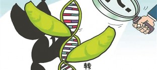 “转基因检测造假”举报人：不认同农业部部分结论